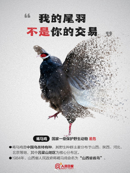 今天，为它们发条微博！别让珍稀动物成为消失的它