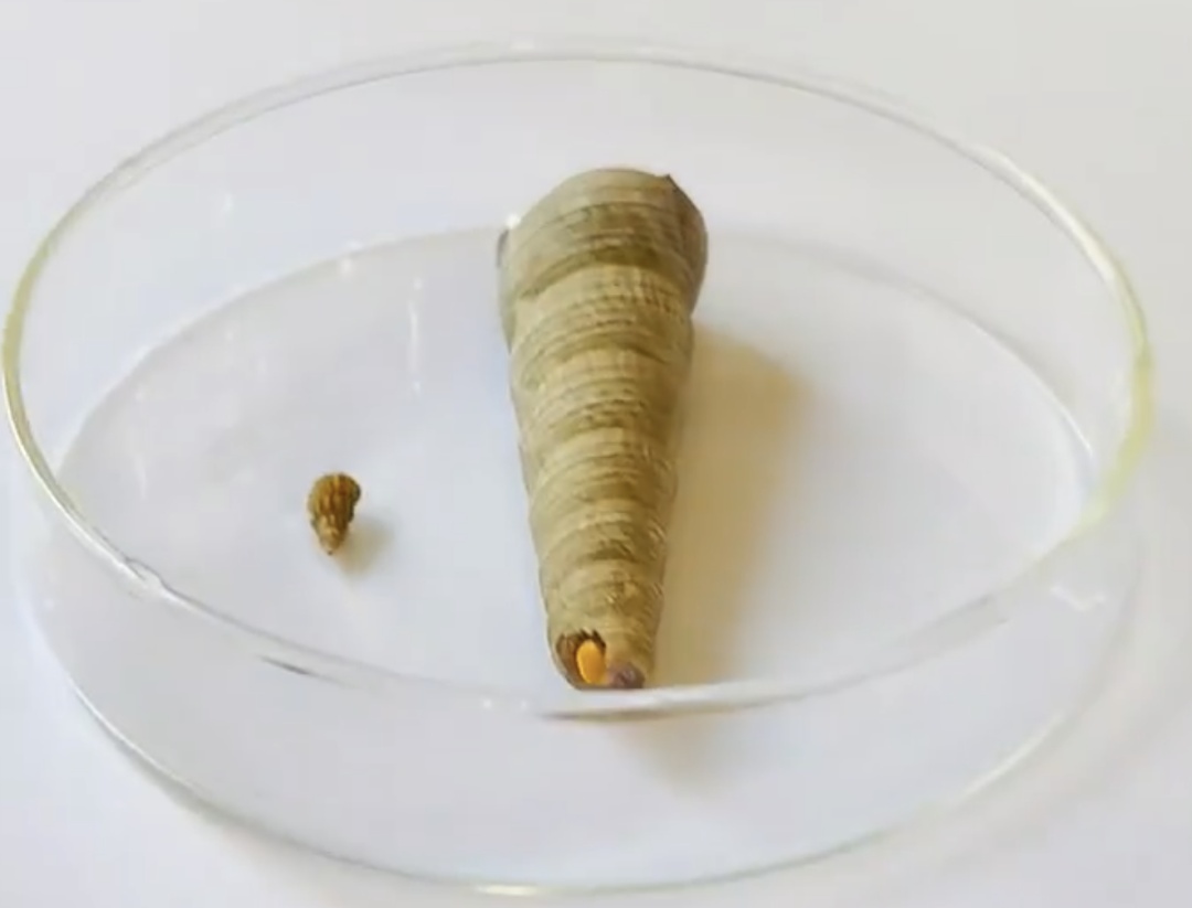 接触10秒即可感染!出现皮疹、不明原因发热、腹泻等症状,及时就医检查! 接触10秒即可感染!出现皮疹、不明原因发热、腹泻等症状,及时就医检查!