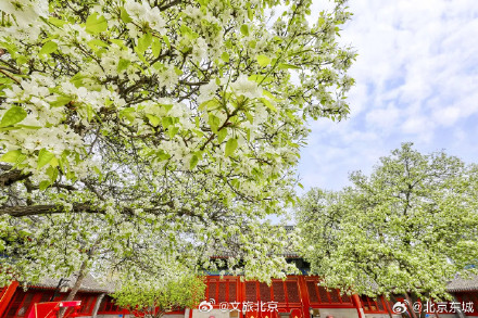 最佳观赏期!智化寺神级“梨花瀑布”来了!记得提前预约—— 最佳观赏期!智化寺神级“梨花瀑布”来了!记得提前预约——