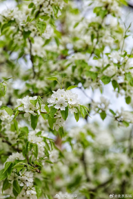 最佳观赏期!智化寺神级“梨花瀑布”来了!记得提前预约—— 最佳观赏期!智化寺神级“梨花瀑布”来了!记得提前预约——