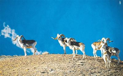 “让更多人看到这里的盘羊”