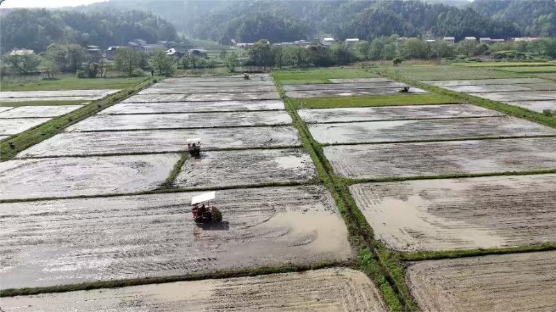 江西万载：早稻机插忙&nbsp;稻田披“绿装”
