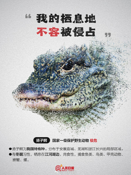 今天，为它们发条微博！别让珍稀动物成为消失的它