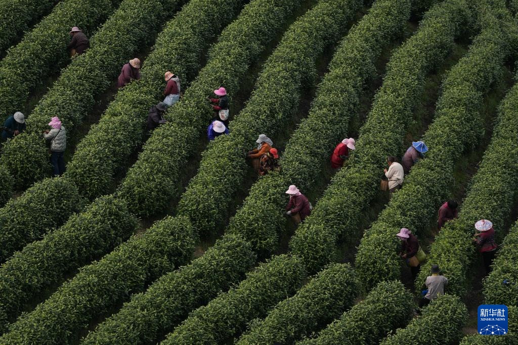 浙江安吉：万亩茶园 采摘正酣