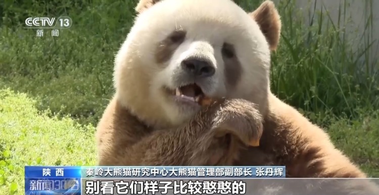 “内八字”步伐有讲究 一起看“七仔”的吃播日常