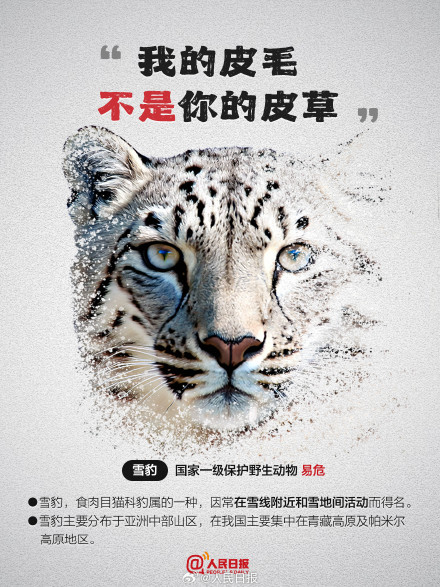 今天，为它们发条微博！别让珍稀动物成为消失的它