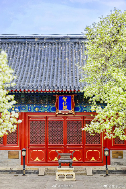 最佳观赏期!智化寺神级“梨花瀑布”来了!记得提前预约—— 最佳观赏期!智化寺神级“梨花瀑布”来了!记得提前预约——