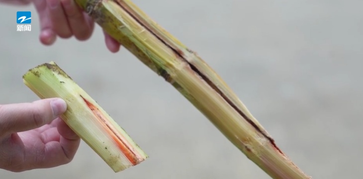 0.5克即可中毒！医生：切掉坏的部分也没用