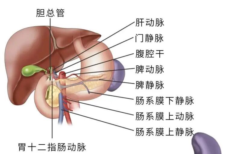 胃病犯了？深圳一女子确诊！切掉6个器官，3个月暴瘦30斤