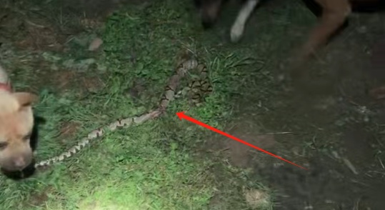 四川一村民家中闯入一米多长蛇,3只田园犬察觉危险主动“迎战”将其咬死 四川一村民家中闯入一米多长蛇,3只田园犬察觉危险主动“迎战”将其咬死