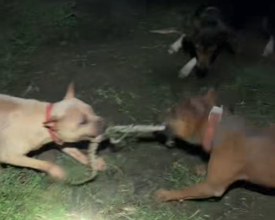 四川一村民家中闯入一米多长蛇,3只田园犬察觉危险主动“迎战”将其咬死 四川一村民家中闯入一米多长蛇,3只田园犬察觉危险主动“迎战”将其咬死