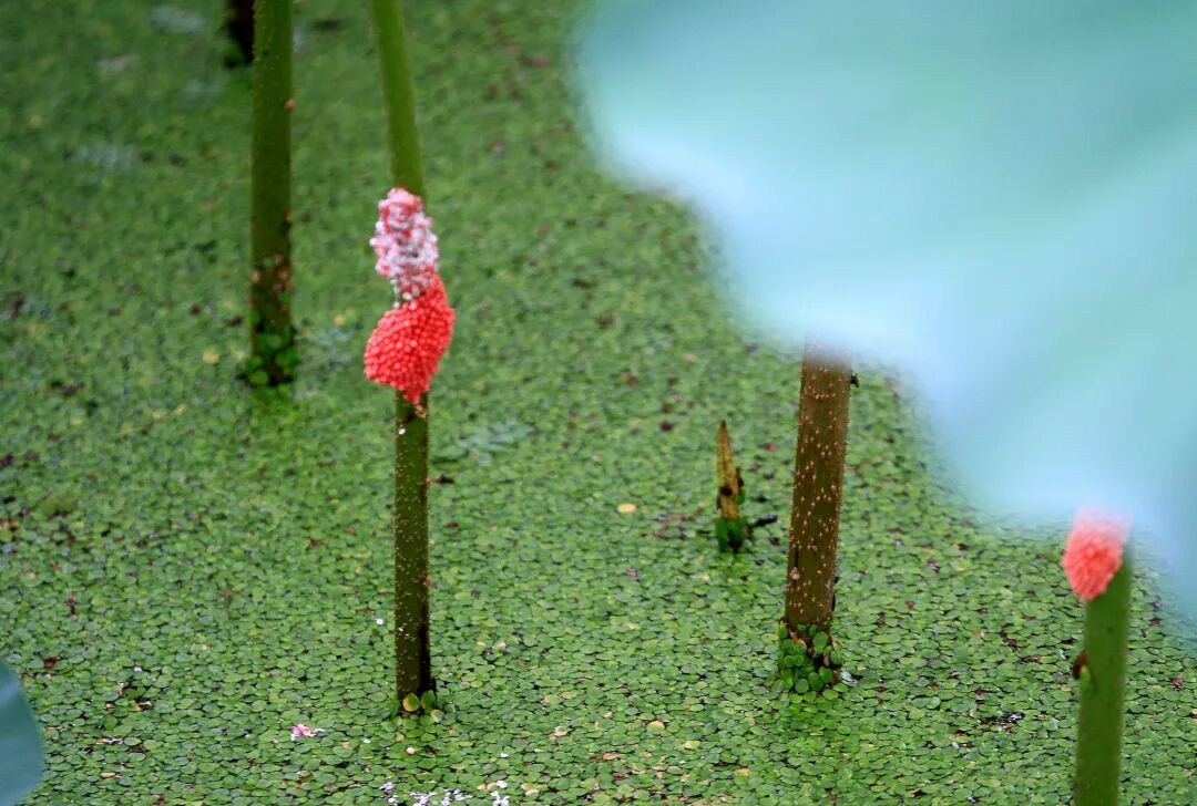 别吃！寄生虫多达6000条，这种生物近期正大量出现，严重可致死