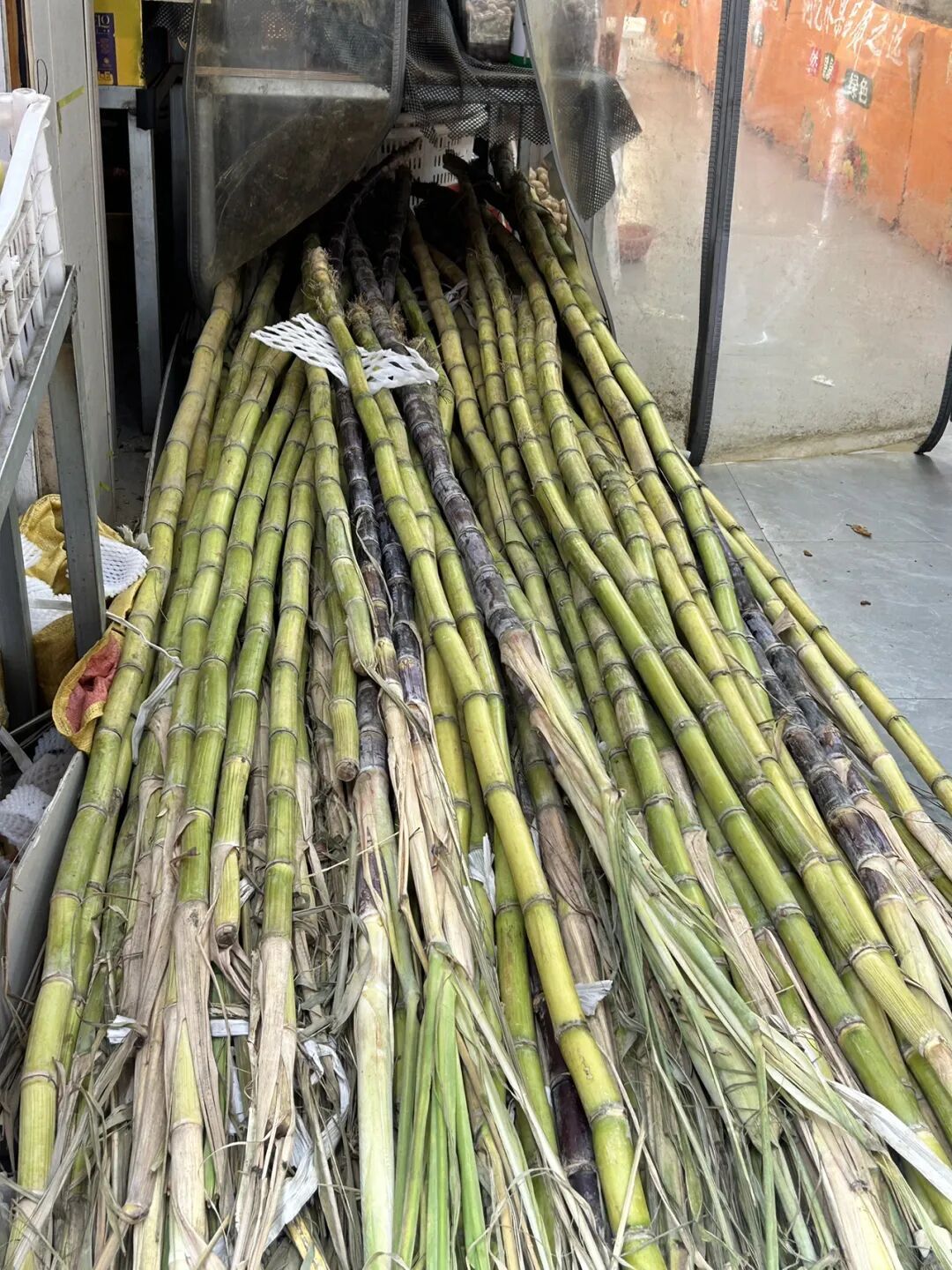 一口差点要了命!进入高发期,这种“甜头”千万别尝 一口差点要了命!进入高发期,这种“甜头”千万别尝