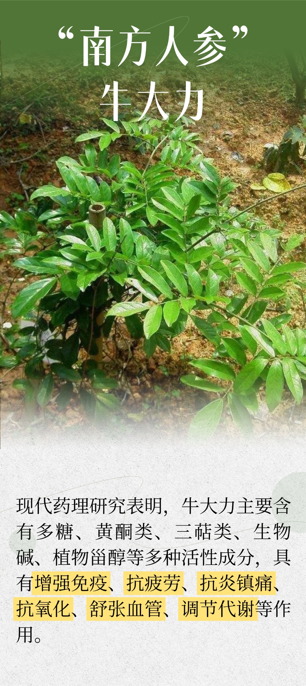 壮筋骨、强腰肾，试试这个“南方人参”！3种搭配好处多多，别错过