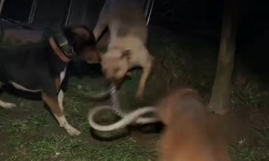 四川一村民家中闯入一米多长蛇,3只田园犬察觉危险主动“迎战”将其咬死 四川一村民家中闯入一米多长蛇,3只田园犬察觉危险主动“迎战”将其咬死