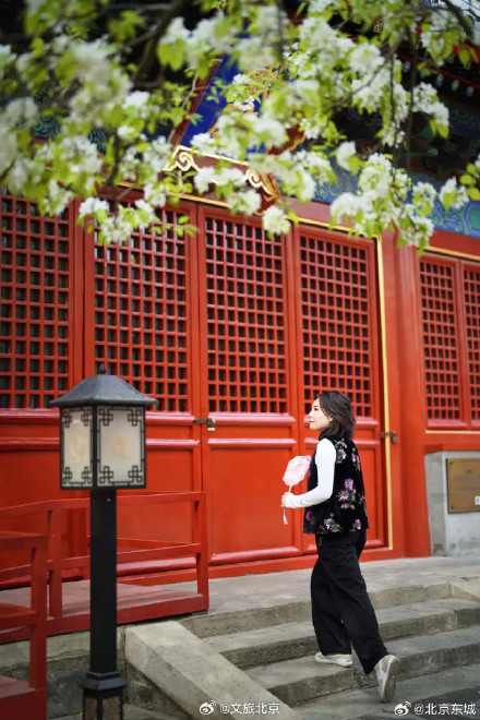 最佳观赏期!智化寺神级“梨花瀑布”来了!记得提前预约—— 最佳观赏期!智化寺神级“梨花瀑布”来了!记得提前预约——