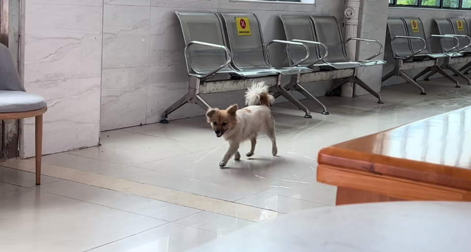 主人转到市级医院,小狗天天来抢救室找他,广东一县医院回应:暂不清楚其主人情况 主人转到市级医院,小狗天天来抢救室找他,广东一县医院回应:暂不清楚其主人情况