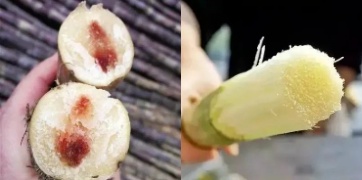 一口差点要了命!进入高发期,这种“甜头”千万别尝 一口差点要了命!进入高发期,这种“甜头”千万别尝