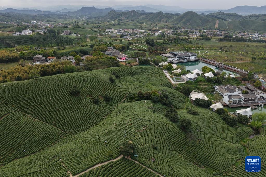 浙江安吉：万亩茶园 采摘正酣