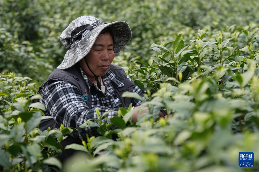 浙江安吉：万亩茶园 采摘正酣
