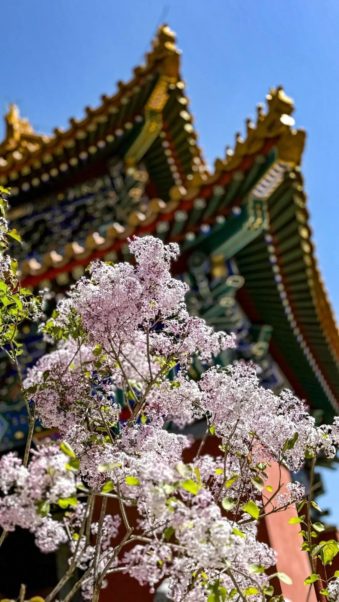 五万株丁香绽放！北京下个顶流已就位，地址就在——