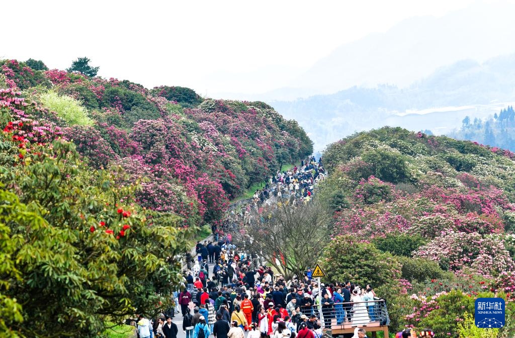 乌蒙深处的“护花使者”