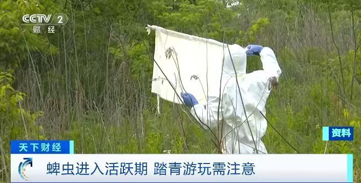 踏青游玩需注意！蜱虫进入活跃期，被叮咬后这个动作不要做