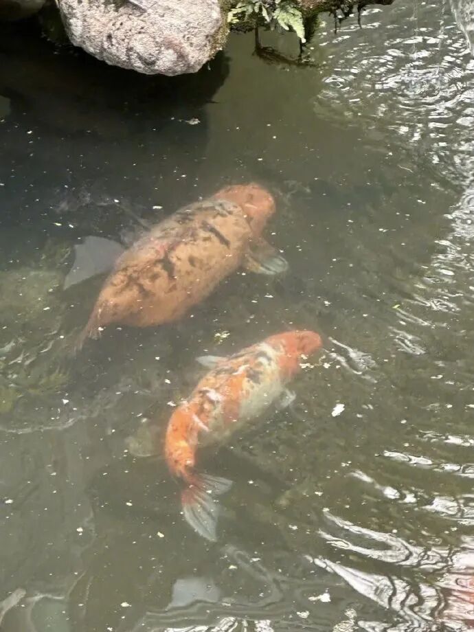 江苏无锡一网红锦鲤“胖成猪”，十多年来“饭来张口”，景区回应