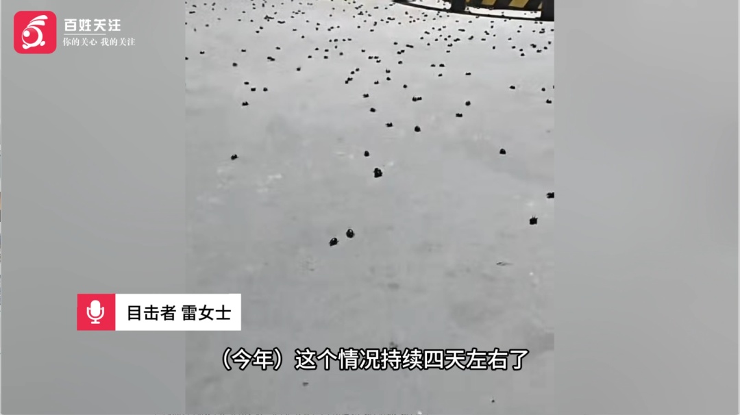 新疆一加油站遭遇“甲虫潮”,密密麻麻宛如“下冰雹”!当地农业部门回应来了→ 新疆一加油站遭遇“甲虫潮”,密密麻麻宛如“下冰雹”!当地农业部门回应来了→