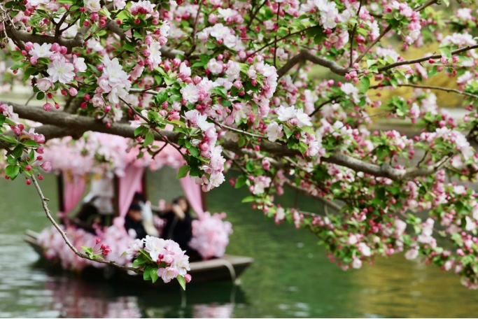 花开进度99%！北京四月的顶流是海棠花溪