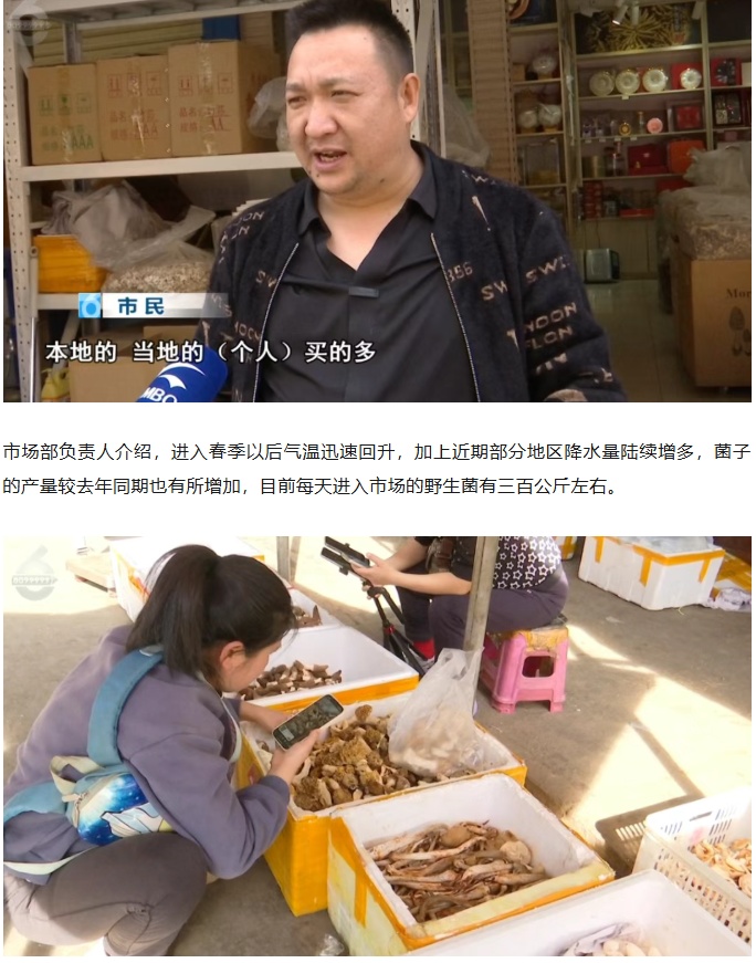 见手青、谷熟菌……陆续上市！价格→