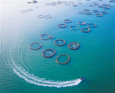 用手机养鱼！这个海上牧场，一箱能产11万斤