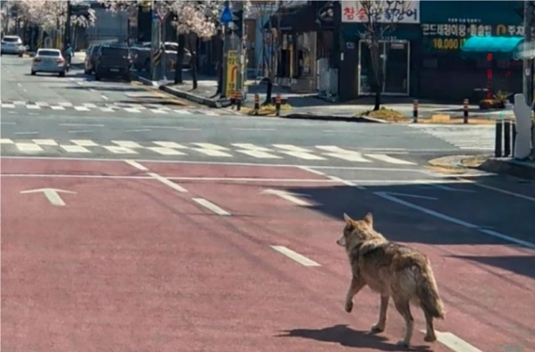韩国动物园一匹体重约30公斤的雄性狼从地下挖洞并破坏围栏后逃跑 韩国动物园一匹体重约30公斤的雄性狼从地下挖洞并破坏围栏后逃跑