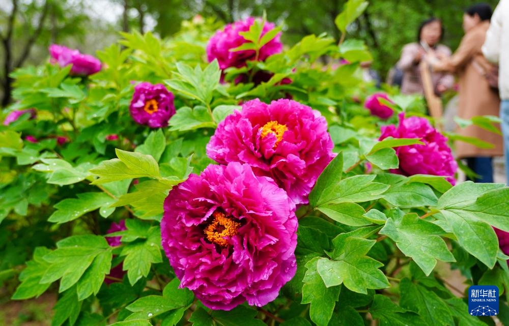 济南：牡丹盛开赏花热