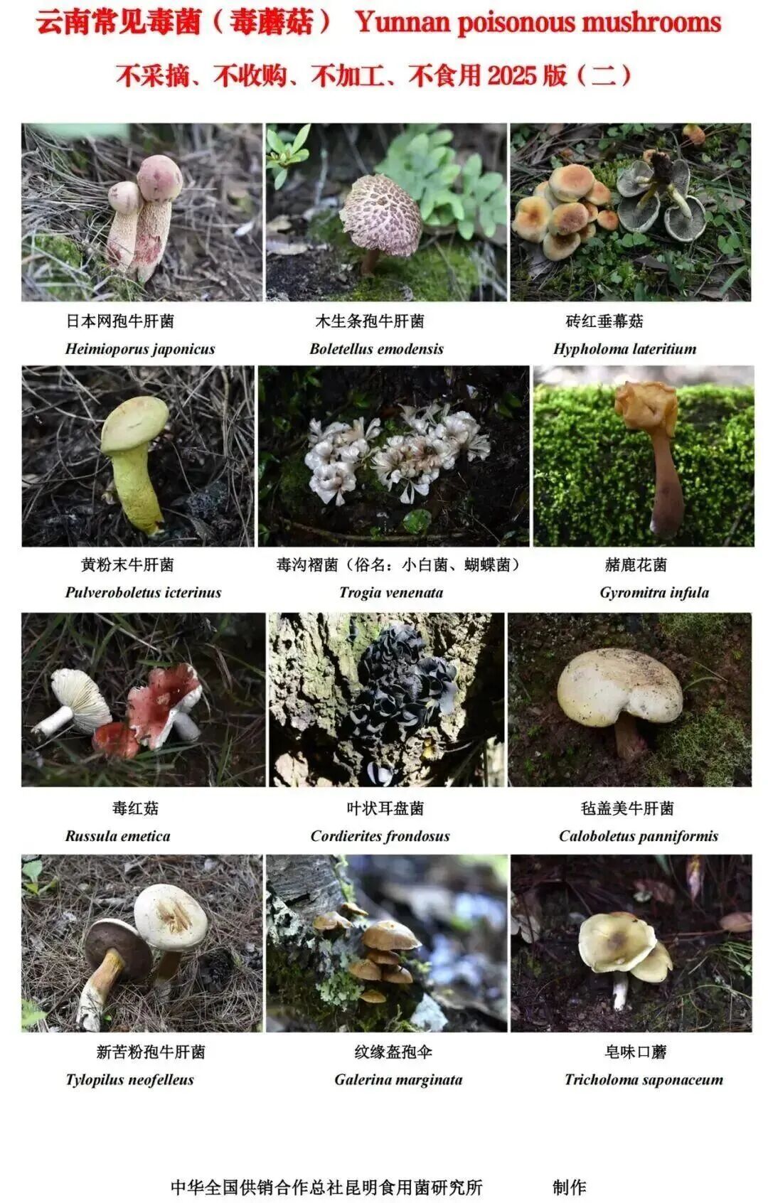 见手青、谷熟菌……陆续上市！价格→