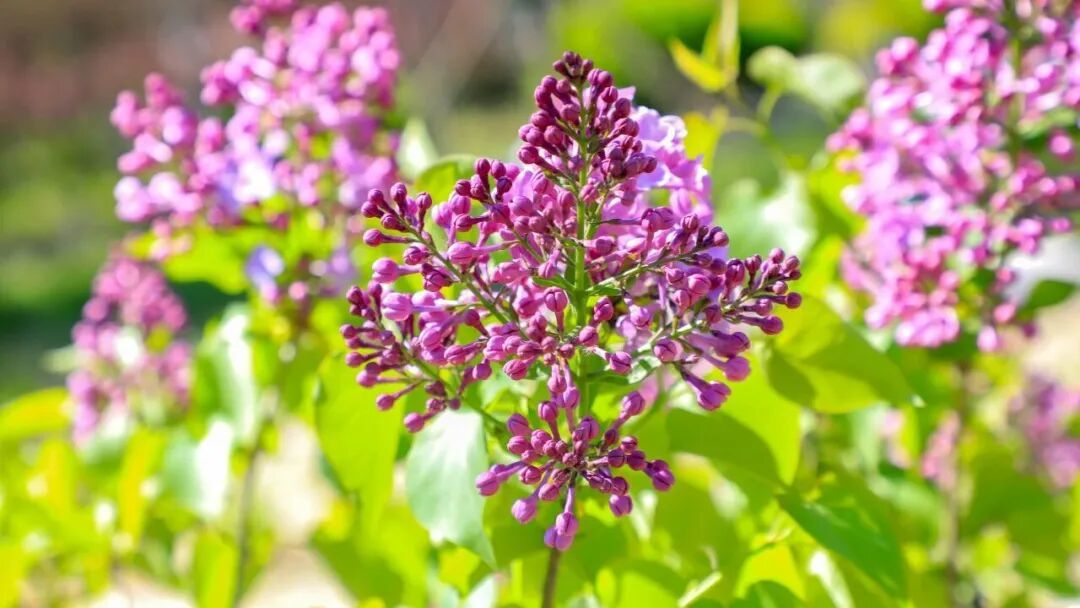 五万株丁香绽放！北京下个顶流已就位，地址就在——