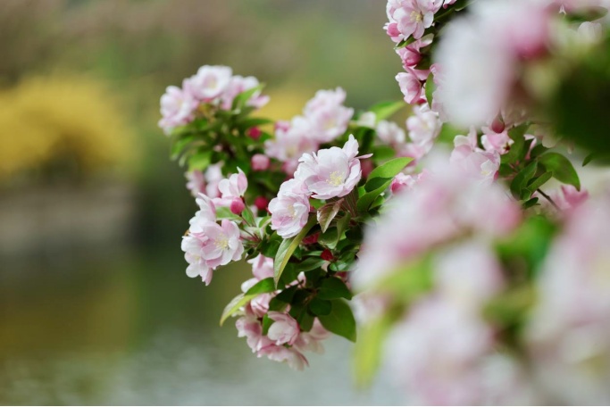 花开进度99%！北京四月的顶流是海棠花溪