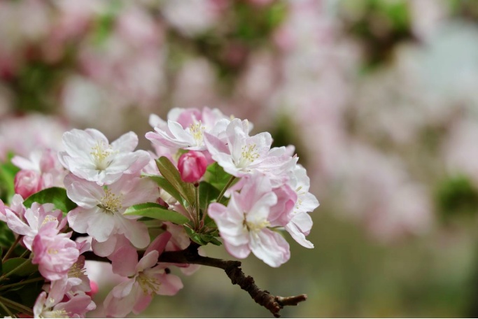 花开进度99%！北京四月的顶流是海棠花溪