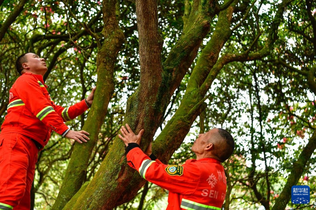 乌蒙深处的“护花使者”