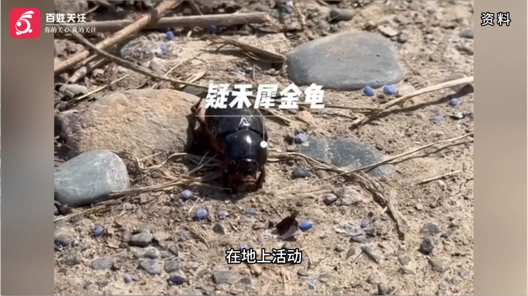 新疆一加油站遭遇“甲虫潮”,密密麻麻宛如“下冰雹”!当地农业部门回应来了→ 新疆一加油站遭遇“甲虫潮”,密密麻麻宛如“下冰雹”!当地农业部门回应来了→