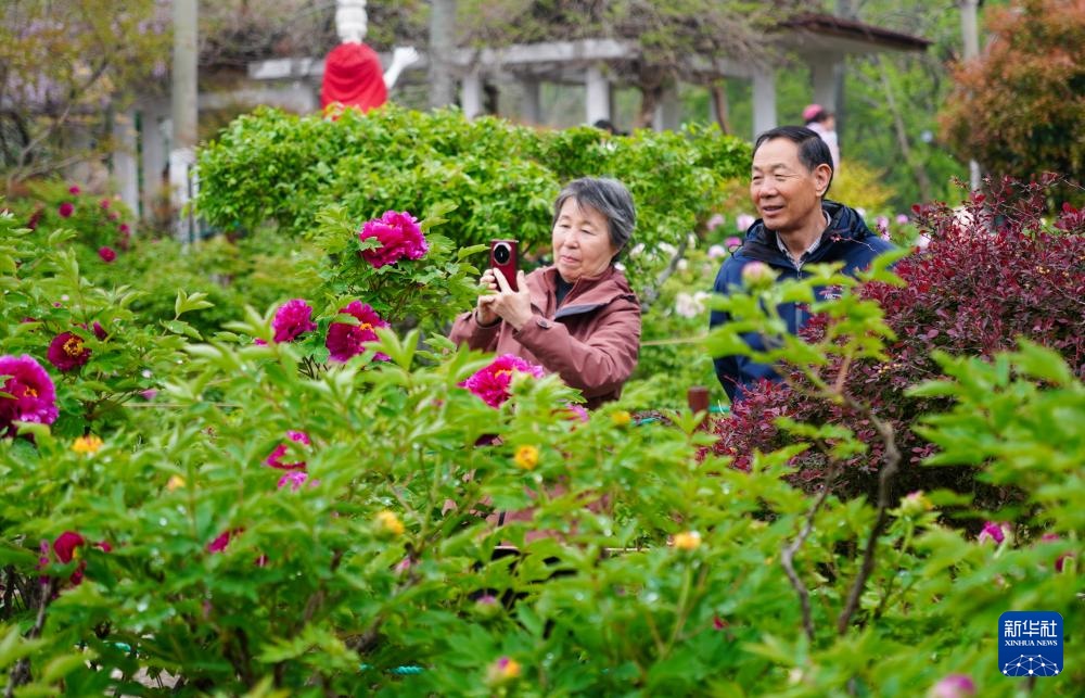 济南：牡丹盛开赏花热
