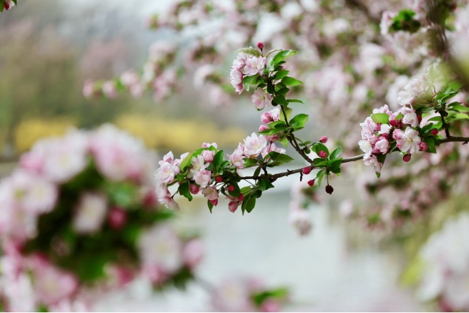 花开进度99%！北京四月的顶流是海棠花溪