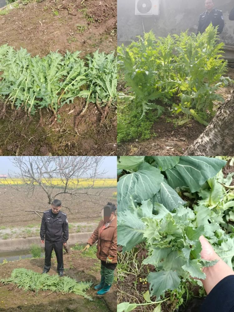 罂粟是“毒”不是“菜”，种植一株也违法！湖南安乡2人因种植罂粟被行政处罚