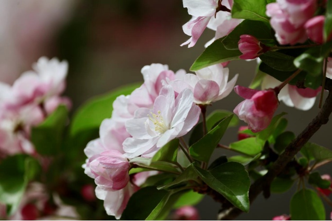 花开进度99%！北京四月的顶流是海棠花溪