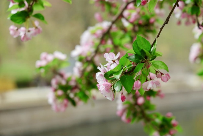 花开进度99%！北京四月的顶流是海棠花溪