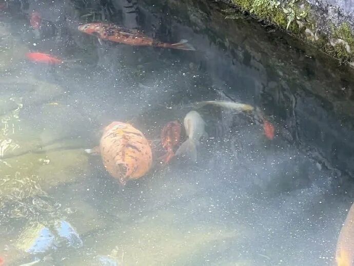 江苏无锡一网红锦鲤“胖成猪”，十多年来“饭来张口”，景区回应