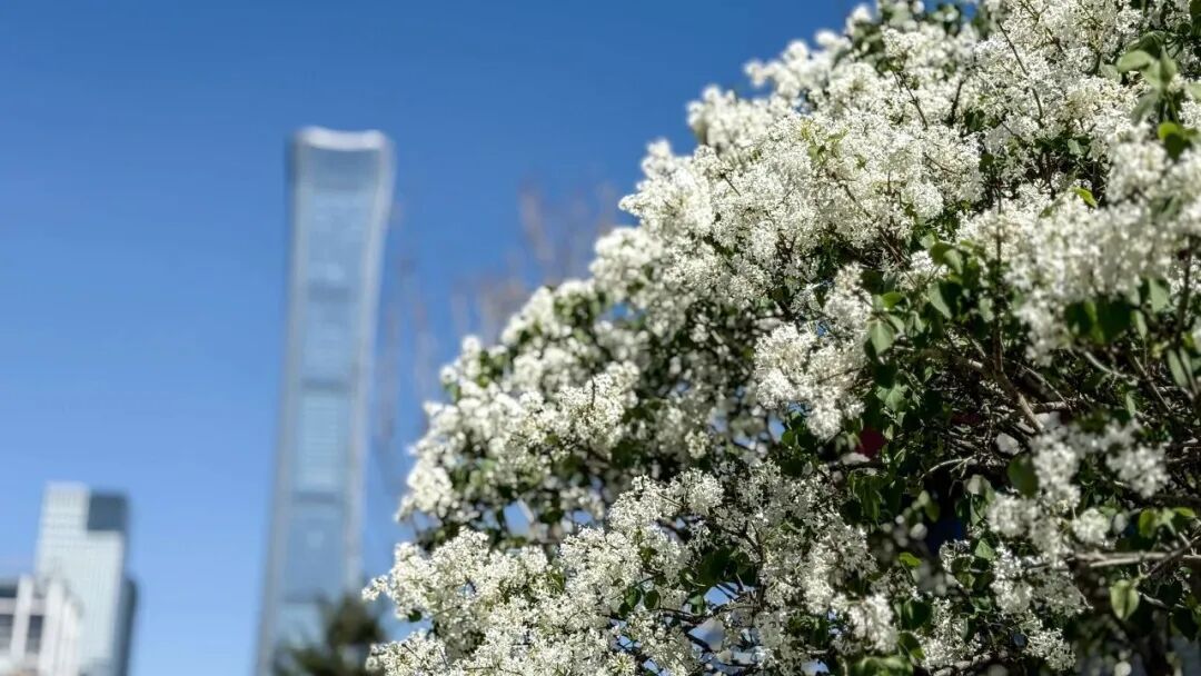 五万株丁香绽放！北京下个顶流已就位，地址就在——