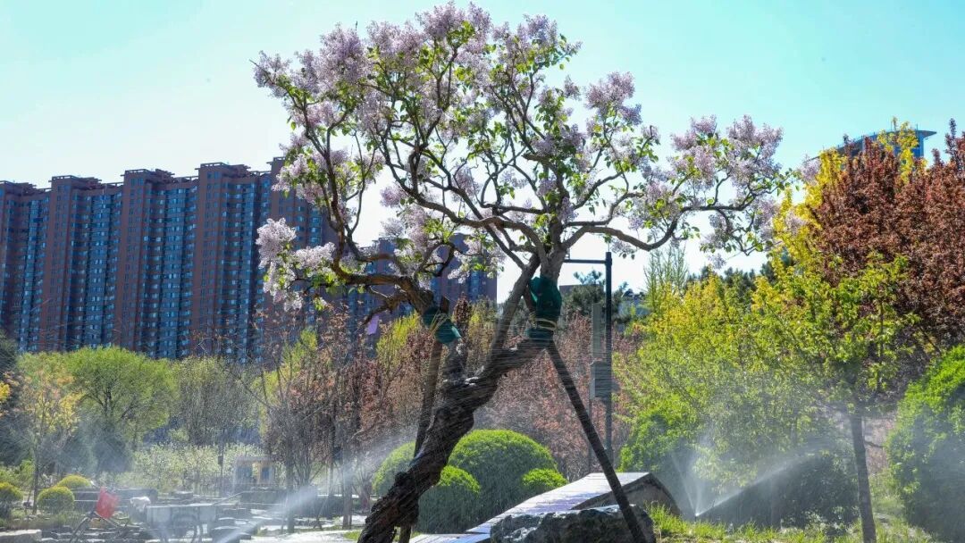 五万株丁香绽放！北京下个顶流已就位，地址就在——