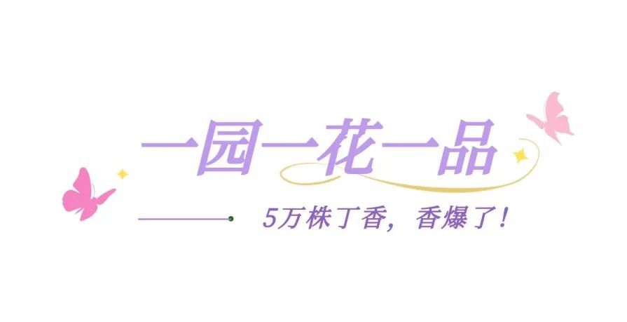 五万株丁香绽放！北京下个顶流已就位，地址就在——