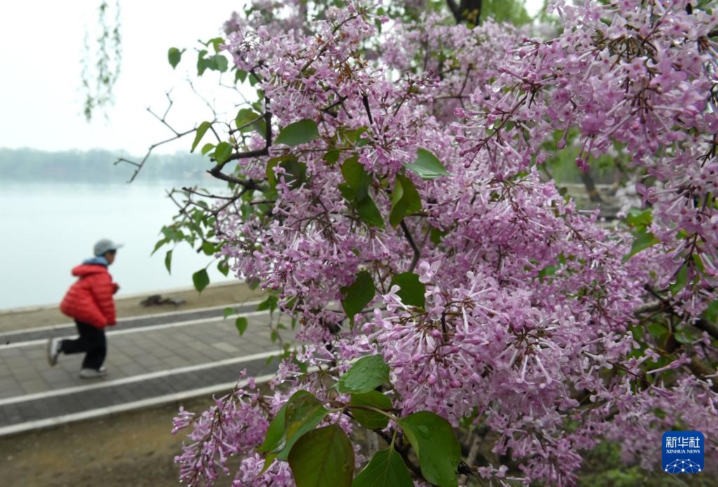 圆明园第三十一届踏青节开幕
